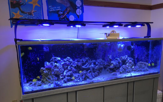 Learning Chemistry from a Saltwater Fish Tank - Student Research Foundation