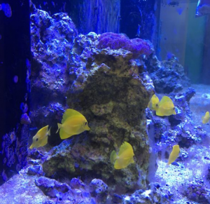 Learning Chemistry from a Saltwater Fish Tank - Student Research Foundation