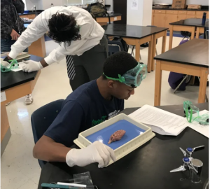 Dissecting Brains to Become Better Scientists - A high school project funded by Student Research Foundation 