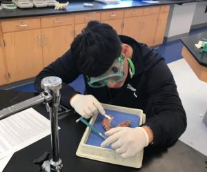 Dissecting Brains to Become Better Scientists - A high school project funded by Student Research Foundation